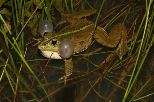 Marsh Frog