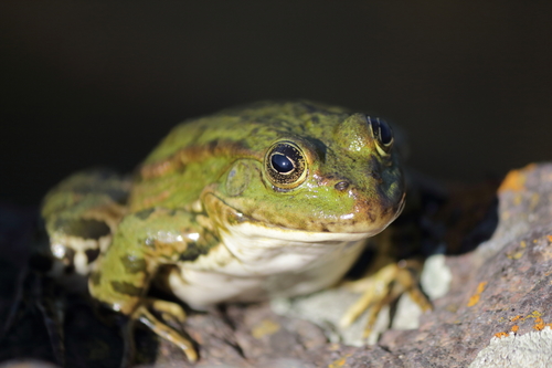 Marsh Frog