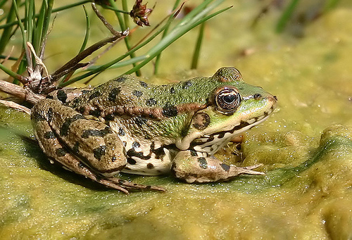 Marsh Frog