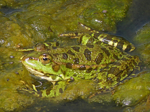 Marsh Frog