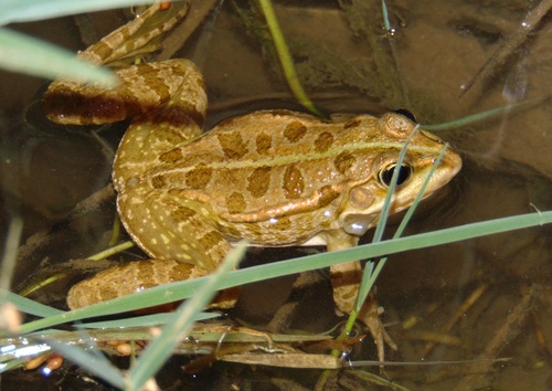 Marsh Frog