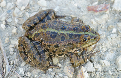 Marsh Frog