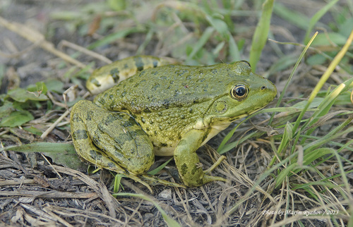 Marsh Frog