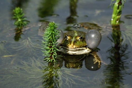 Marsh Frog