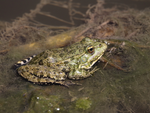 Marsh Frog