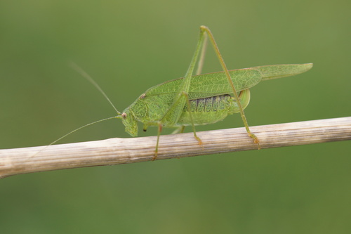 Mediterranean Katydid