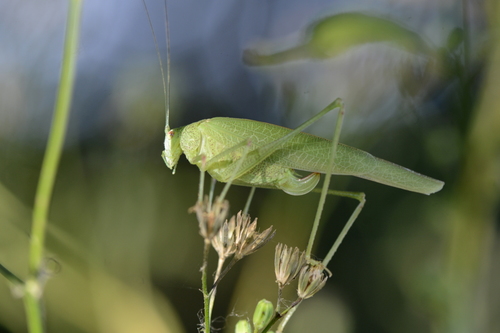 Mediterranean Katydid