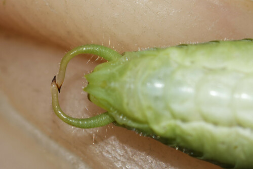 Mediterranean Katydid