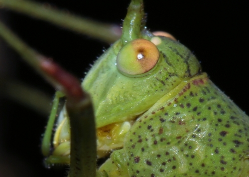 Mediterranean Katydid