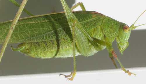 Mediterranean Katydid