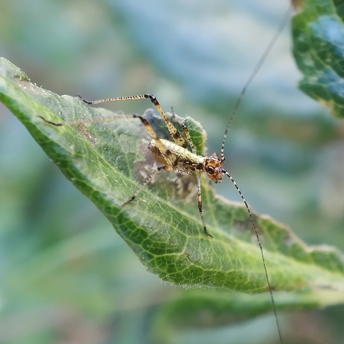 Mediterranean Katydid
