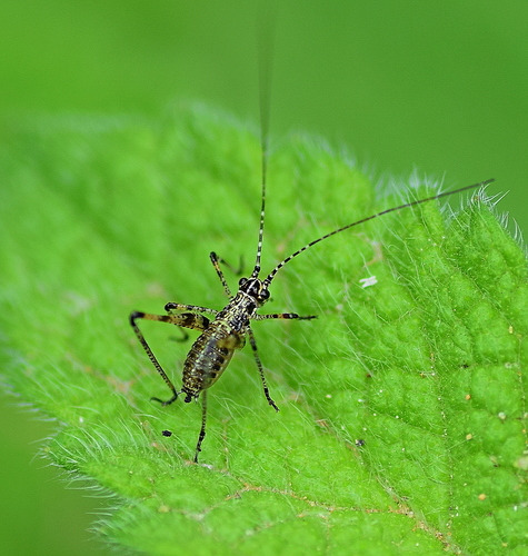 Mediterranean Katydid