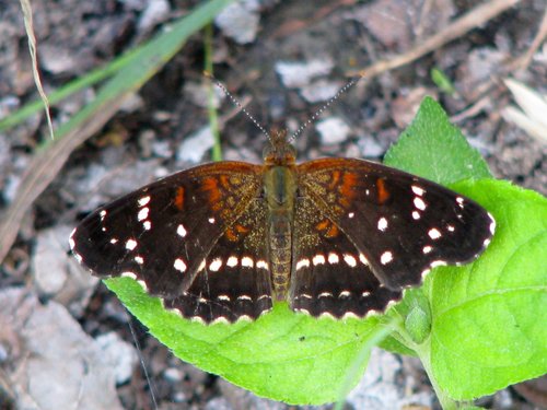 Texan Crescent