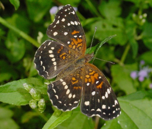 Texan Crescent