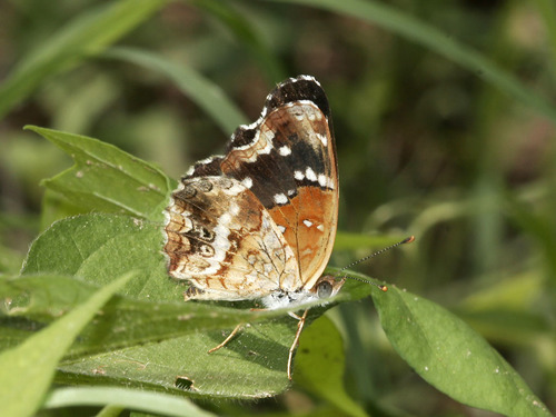 Texan Crescent