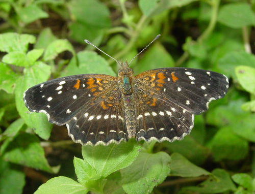 Texan Crescent