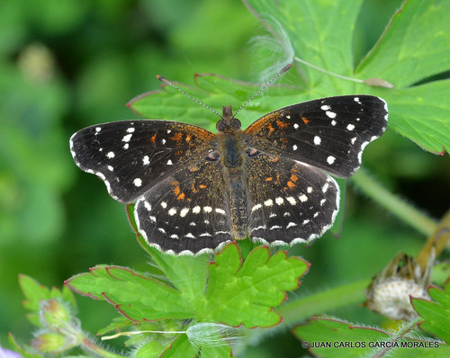 Texan Crescent