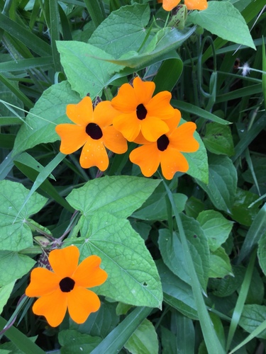 Black-eyed Susan vine