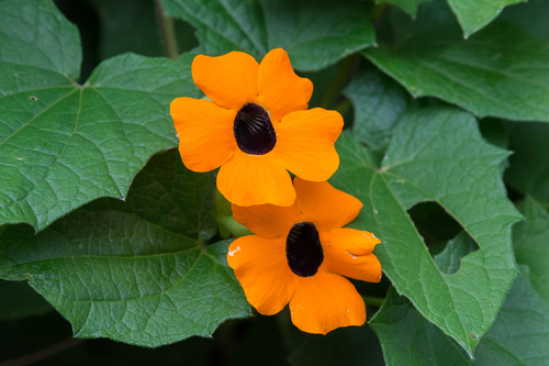 Black-eyed Susan vine
