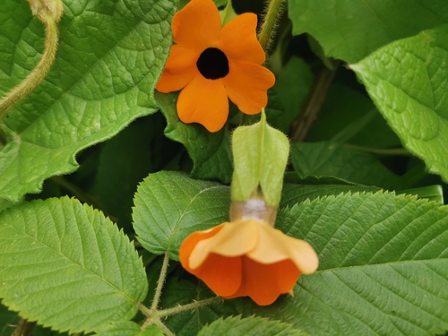 Black-eyed Susan vine