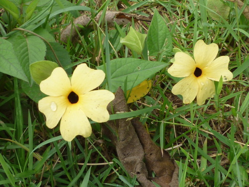 Black-eyed Susan vine