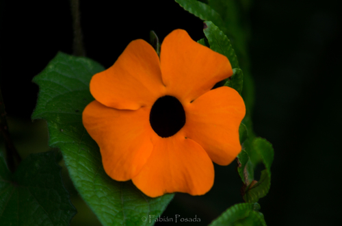 Black-eyed Susan vine