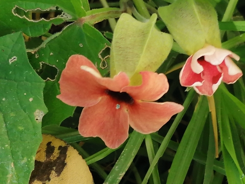 Black-eyed Susan vine
