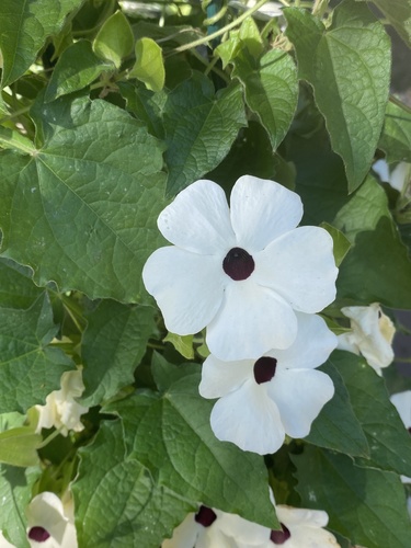 Black-eyed Susan vine