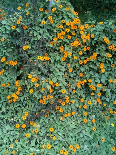 Black-eyed Susan vine