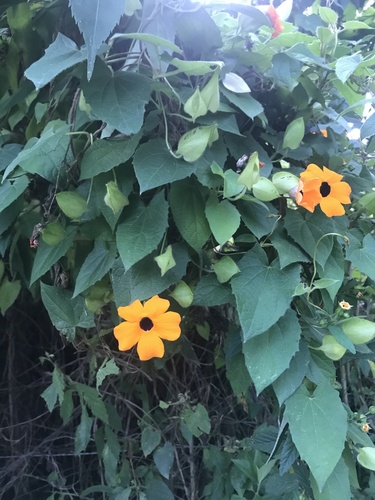 Black-eyed Susan vine
