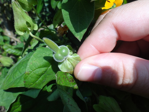 Black-eyed Susan vine