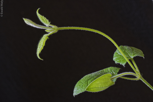 Black-eyed Susan vine