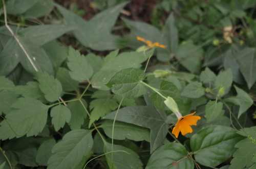 Black-eyed Susan vine