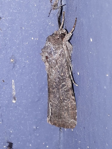 Fall Armyworm Moth