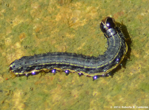 Fall Armyworm Moth