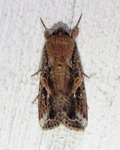 Fall Armyworm Moth