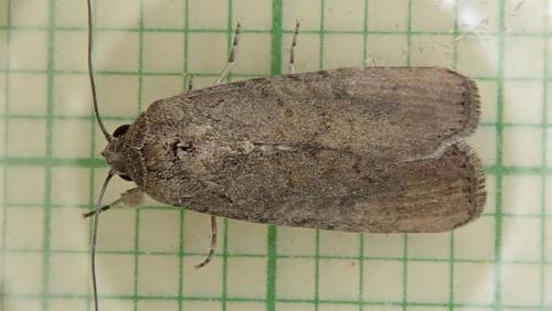 Fall Armyworm Moth