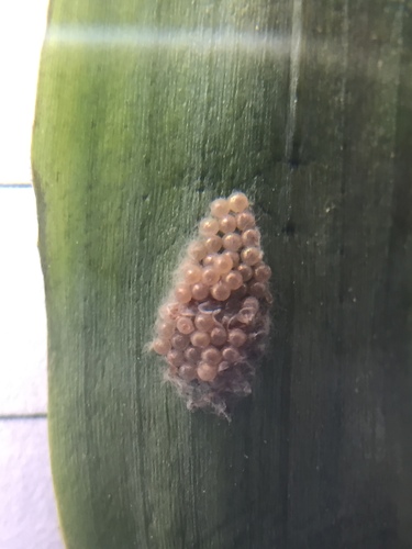 Fall Armyworm Moth