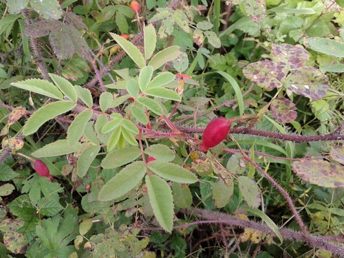 Prickly Wild Rose