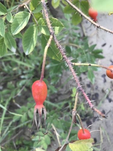Prickly Wild Rose