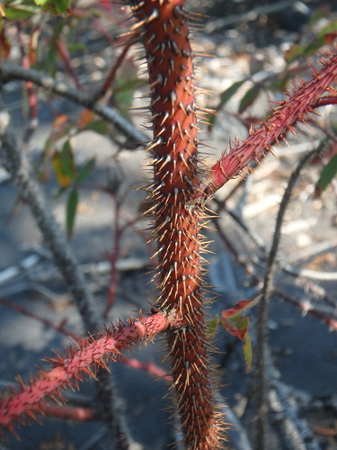 Prickly Wild Rose