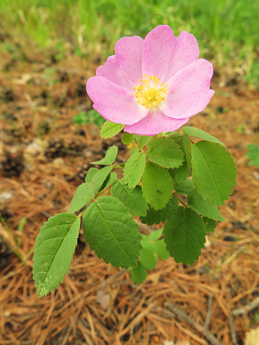 Prickly Wild Rose
