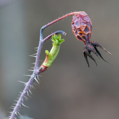 Prickly Wild Rose