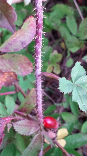 Prickly Wild Rose