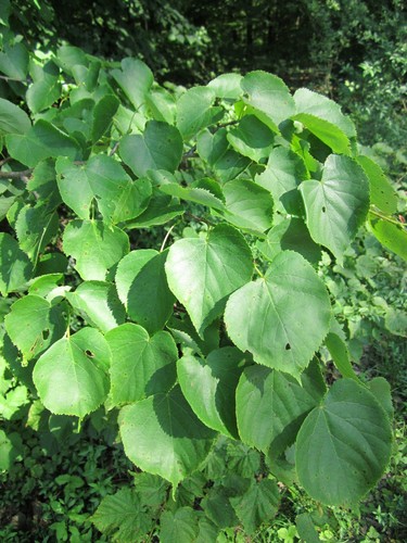 Small-leaved Lime