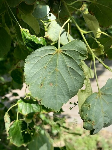 Small-leaved Lime