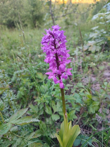 Early Purple Orchid