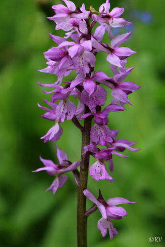 Early Purple Orchid