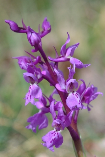 Early Purple Orchid