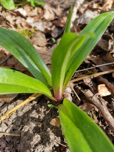 Early Purple Orchid
